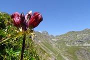 30 Genziana porporina (Gentiana Lutea) sul sent. 109 per i Laghetti di Ponteranica